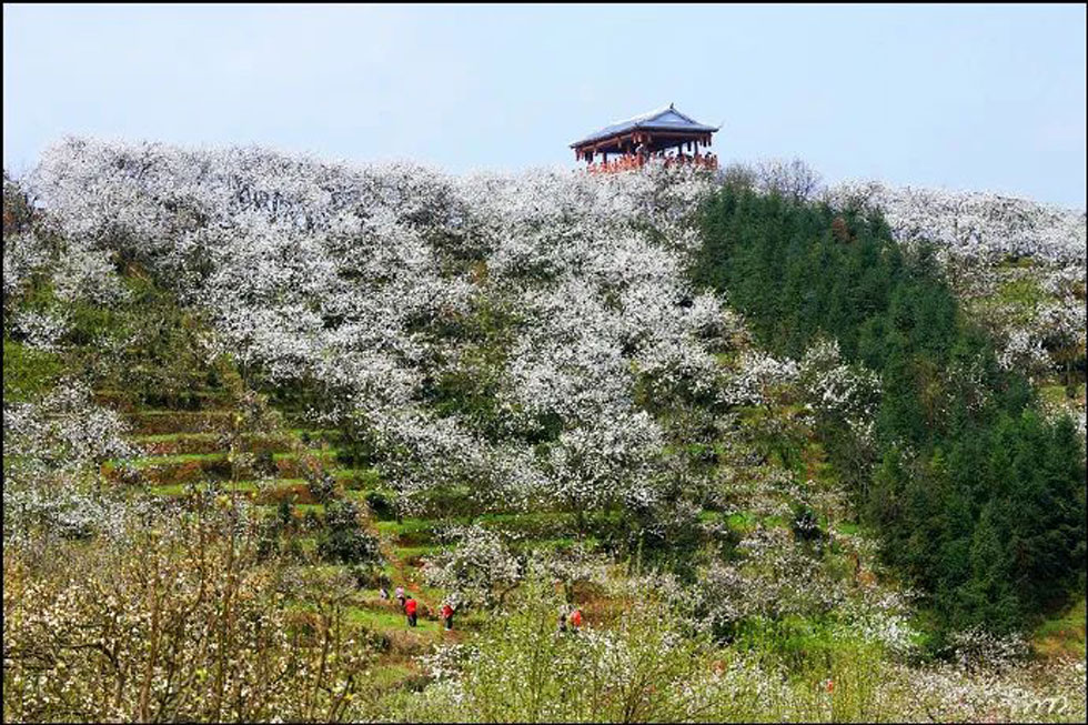 【春天，广西桂林灌阳县向您发出邀请！】我们在灌阳看梨花 - 游山玩水 - 楚雄生活社区 - 楚雄28生活网 cx.28life.net