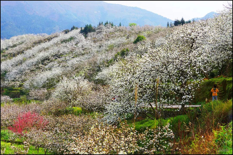 【春天，广西桂林灌阳县向您发出邀请！】我们在灌阳看梨花 - 游山玩水 - 楚雄生活社区 - 楚雄28生活网 cx.28life.net