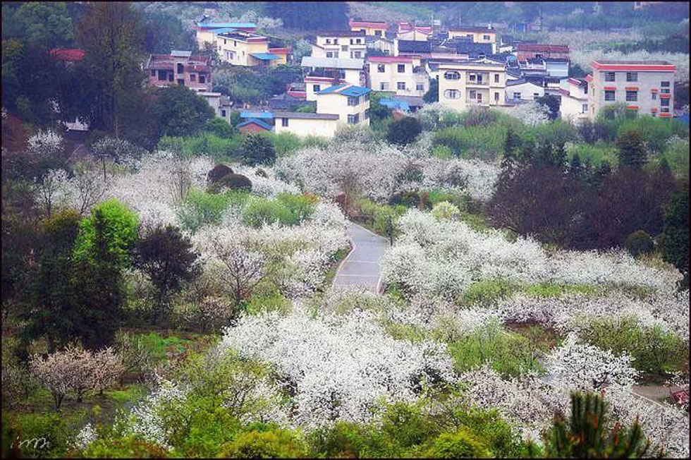 【春天，广西桂林灌阳县向您发出邀请！】我们在灌阳看梨花 - 游山玩水 - 楚雄生活社区 - 楚雄28生活网 cx.28life.net