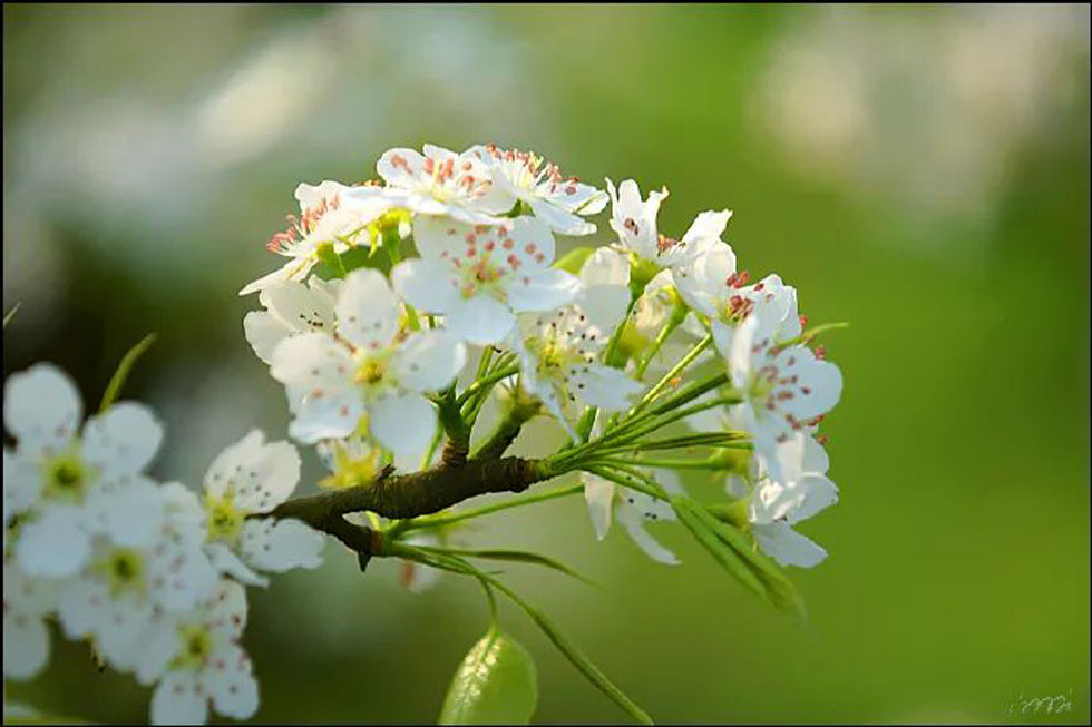 【春天，广西桂林灌阳县向您发出邀请！】我们在灌阳看梨花 - 游山玩水 - 楚雄生活社区 - 楚雄28生活网 cx.28life.net