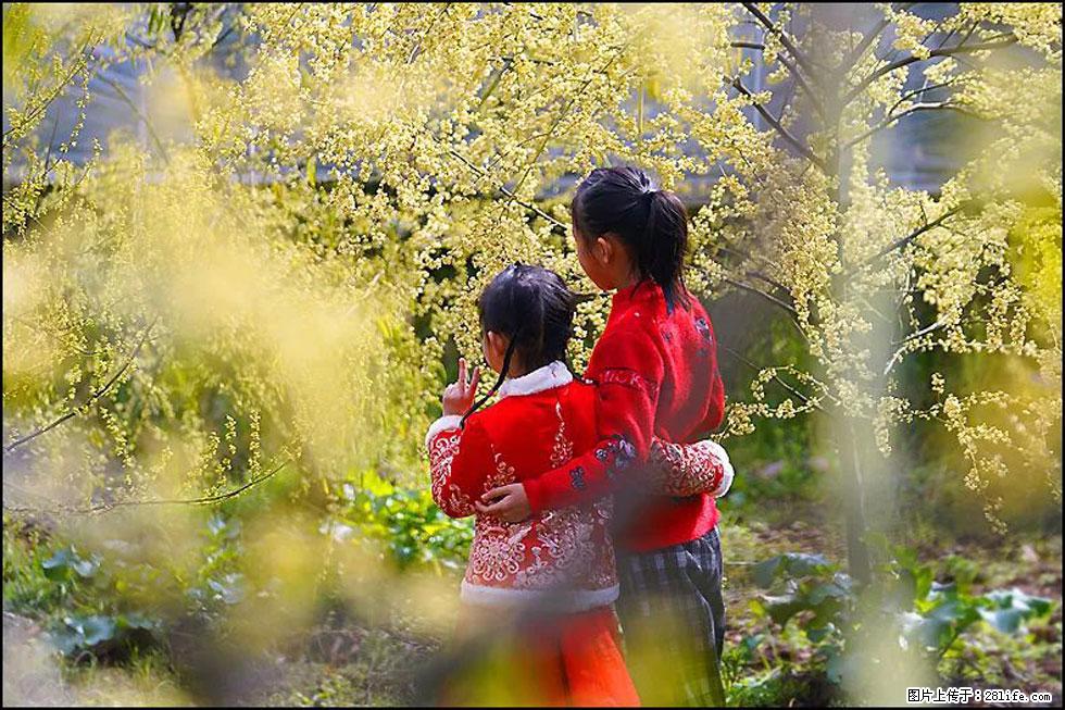 【春天，广西桂林灌阳县向您发出邀请！】米珠山前有片山苍子花在飘香 - 游山玩水 - 楚雄生活社区 - 楚雄28生活网 cx.28life.net