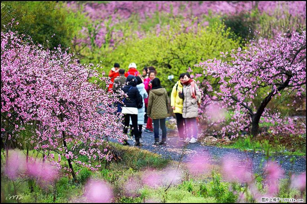 【春天，广西桂林灌阳县向您发出邀请！】官庄村有个醉美的桃花园 - 游山玩水 - 楚雄生活社区 - 楚雄28生活网 cx.28life.net