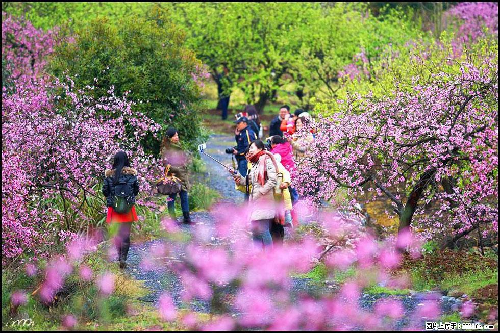 【春天，广西桂林灌阳县向您发出邀请！】官庄村有个醉美的桃花园 - 游山玩水 - 楚雄生活社区 - 楚雄28生活网 cx.28life.net
