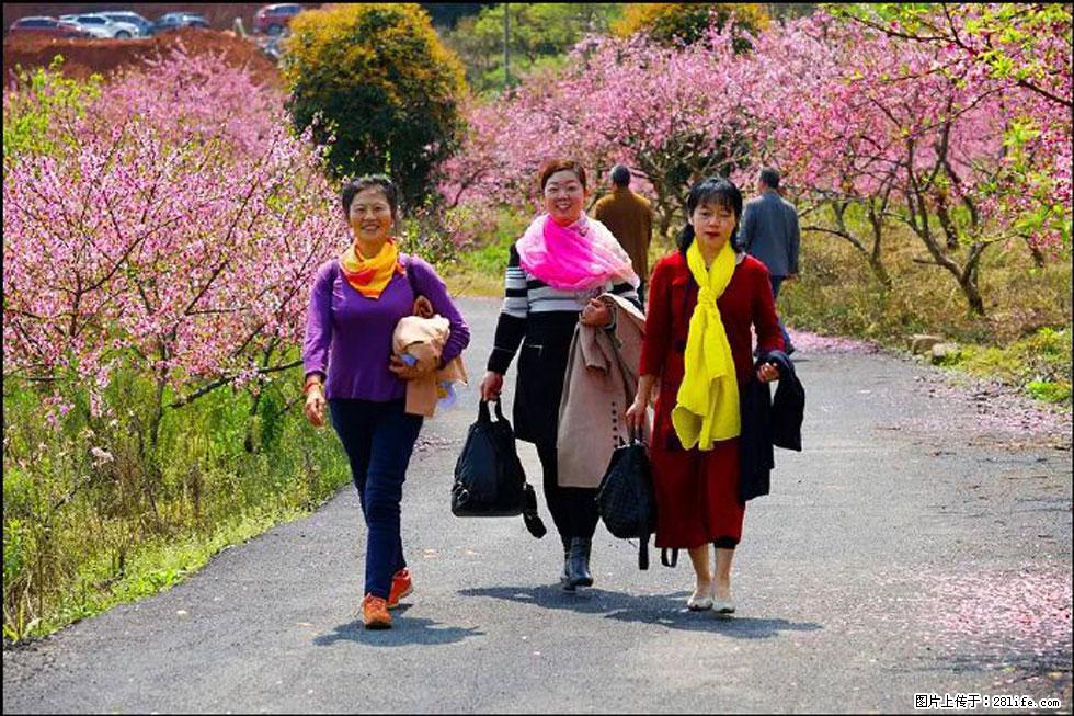 【春天，广西桂林灌阳县向您发出邀请！】官庄村有个醉美的桃花园 - 游山玩水 - 楚雄生活社区 - 楚雄28生活网 cx.28life.net
