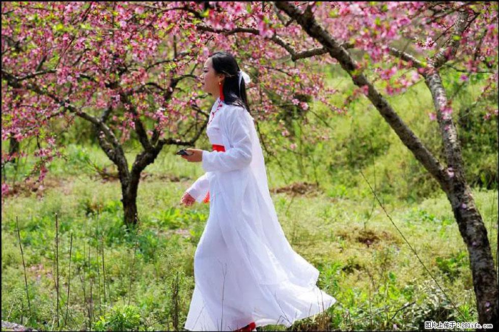 【春天，广西桂林灌阳县向您发出邀请！】官庄村有个醉美的桃花园 - 游山玩水 - 楚雄生活社区 - 楚雄28生活网 cx.28life.net