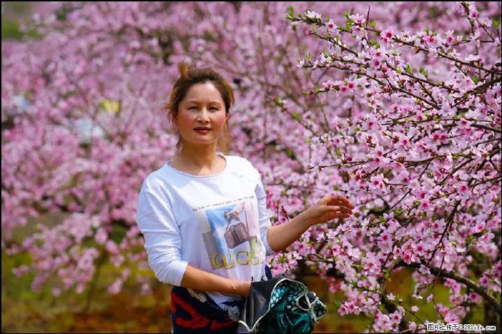 【春天，广西桂林灌阳县向您发出邀请！】官庄村有个醉美的桃花园 - 游山玩水 - 楚雄生活社区 - 楚雄28生活网 cx.28life.net