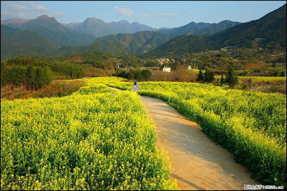【春天，广西桂林灌阳县向您发出邀请！】长坪村油菜盛情花开 - 游山玩水 - 楚雄生活社区 - 楚雄28生活网 cx.28life.net