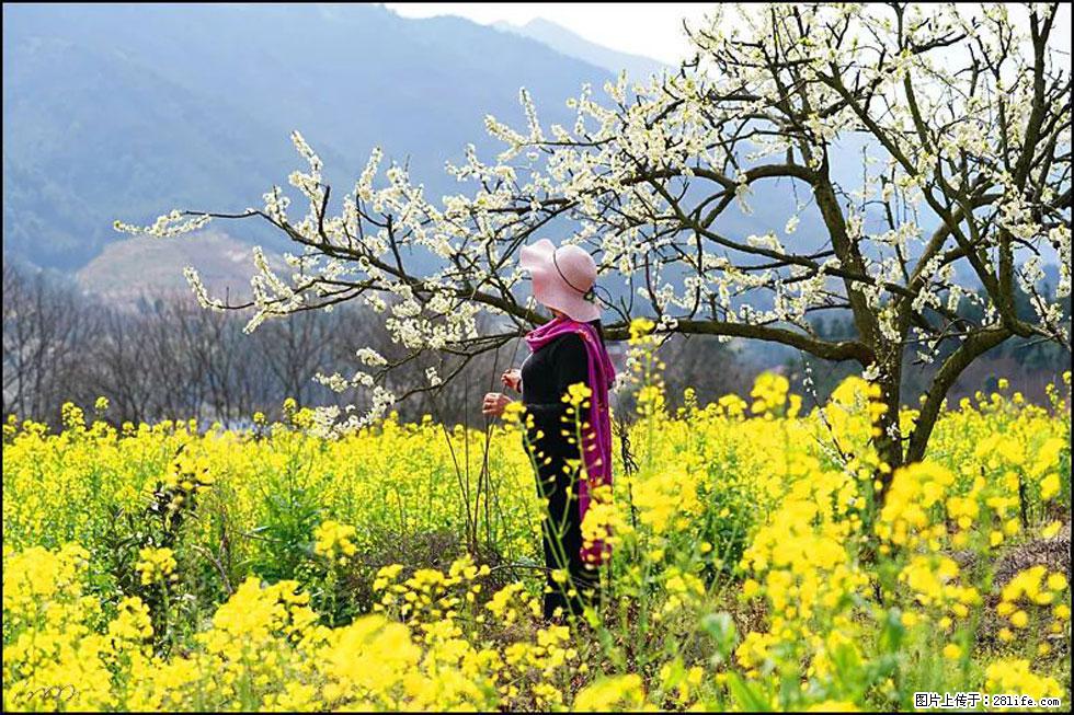【春天，广西桂林灌阳县向您发出邀请！】长坪村油菜盛情花开 - 游山玩水 - 楚雄生活社区 - 楚雄28生活网 cx.28life.net