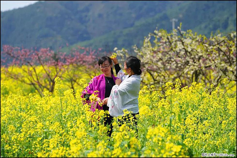 【春天，广西桂林灌阳县向您发出邀请！】长坪村油菜盛情花开 - 游山玩水 - 楚雄生活社区 - 楚雄28生活网 cx.28life.net