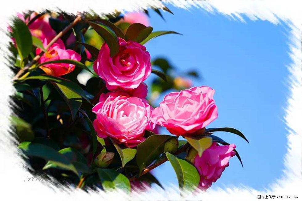 【春天，广西桂林灌阳县向您发出邀请！】杨柳井茶花惹人爱 - 游山玩水 - 楚雄生活社区 - 楚雄28生活网 cx.28life.net