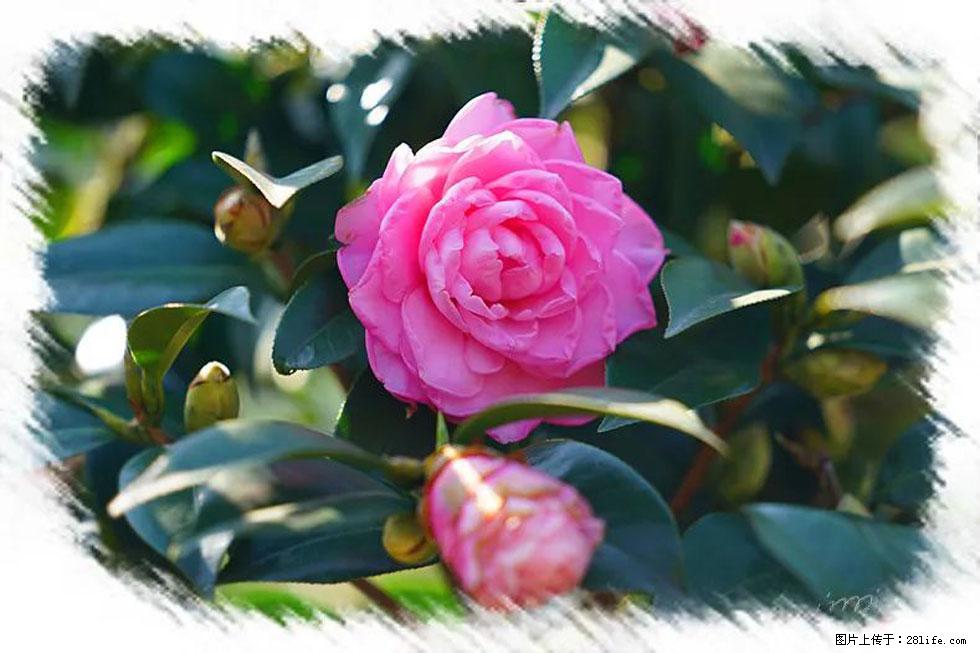 【春天，广西桂林灌阳县向您发出邀请！】杨柳井茶花惹人爱 - 游山玩水 - 楚雄生活社区 - 楚雄28生活网 cx.28life.net