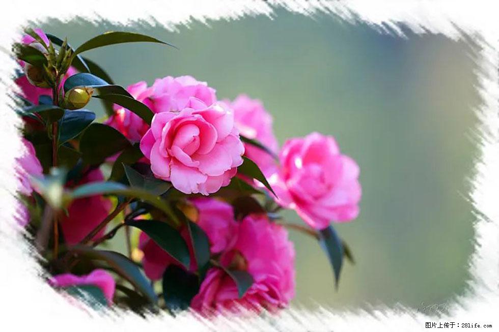【春天，广西桂林灌阳县向您发出邀请！】杨柳井茶花惹人爱 - 游山玩水 - 楚雄生活社区 - 楚雄28生活网 cx.28life.net