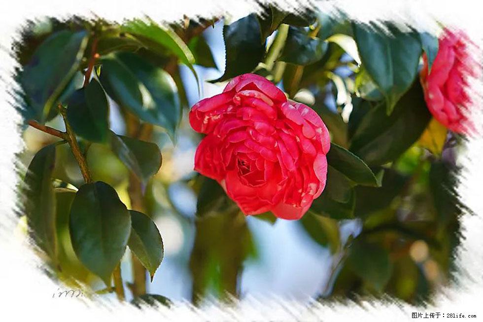 【春天，广西桂林灌阳县向您发出邀请！】杨柳井茶花惹人爱 - 游山玩水 - 楚雄生活社区 - 楚雄28生活网 cx.28life.net