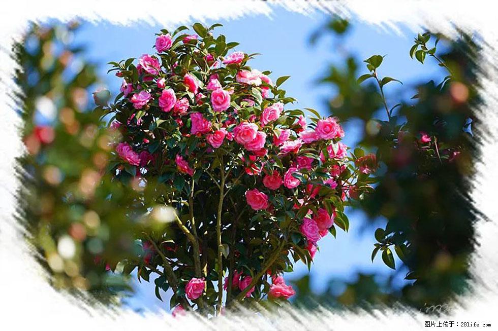 【春天，广西桂林灌阳县向您发出邀请！】杨柳井茶花惹人爱 - 游山玩水 - 楚雄生活社区 - 楚雄28生活网 cx.28life.net
