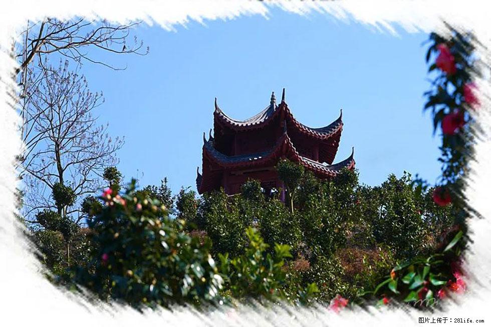 【春天，广西桂林灌阳县向您发出邀请！】杨柳井茶花惹人爱 - 游山玩水 - 楚雄生活社区 - 楚雄28生活网 cx.28life.net