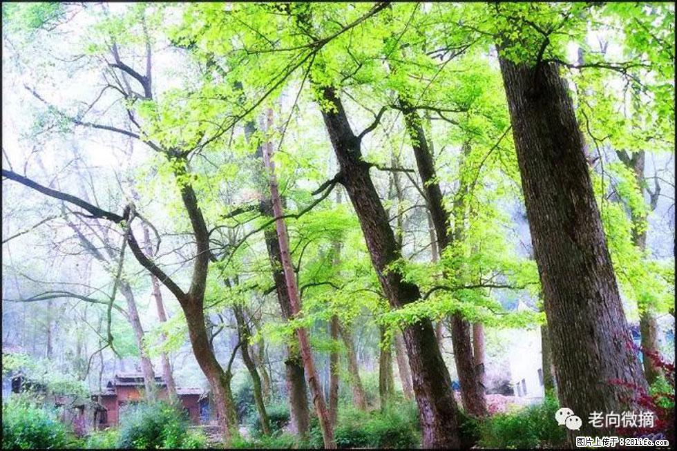 【春天，广西桂林灌阳县向您发出邀请！】在小龙村与春天约会 - 游山玩水 - 楚雄生活社区 - 楚雄28生活网 cx.28life.net