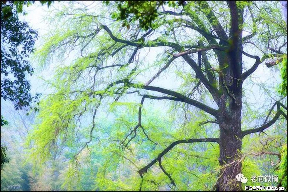 【春天，广西桂林灌阳县向您发出邀请！】在小龙村与春天约会 - 游山玩水 - 楚雄生活社区 - 楚雄28生活网 cx.28life.net