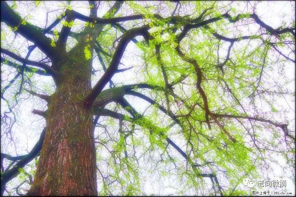 【春天，广西桂林灌阳县向您发出邀请！】在小龙村与春天约会 - 游山玩水 - 楚雄生活社区 - 楚雄28生活网 cx.28life.net