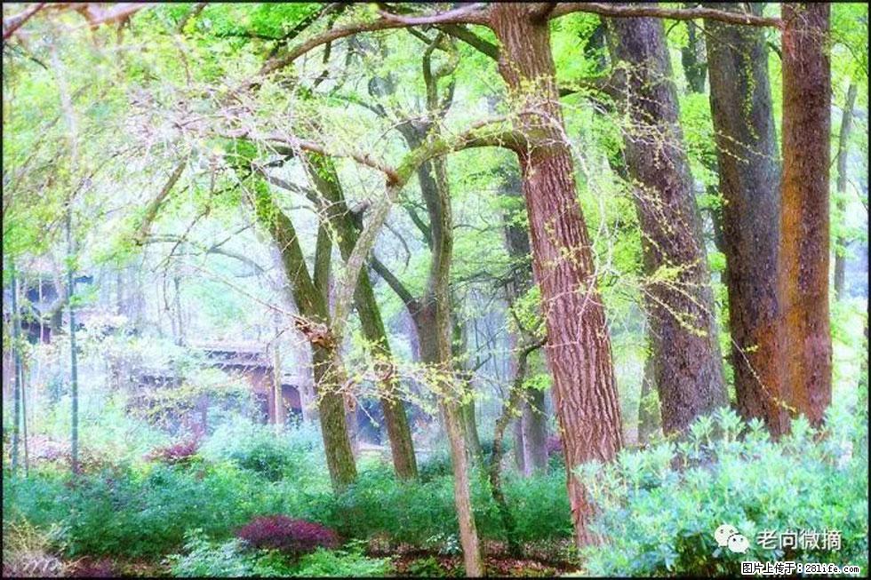 【春天，广西桂林灌阳县向您发出邀请！】在小龙村与春天约会 - 游山玩水 - 楚雄生活社区 - 楚雄28生活网 cx.28life.net