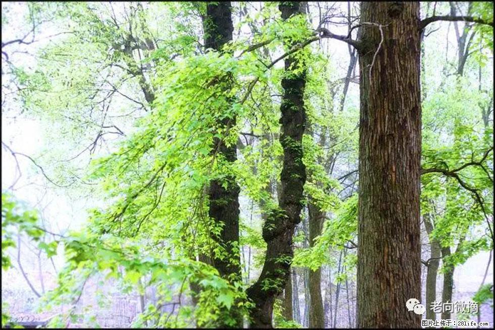 【春天，广西桂林灌阳县向您发出邀请！】在小龙村与春天约会 - 游山玩水 - 楚雄生活社区 - 楚雄28生活网 cx.28life.net