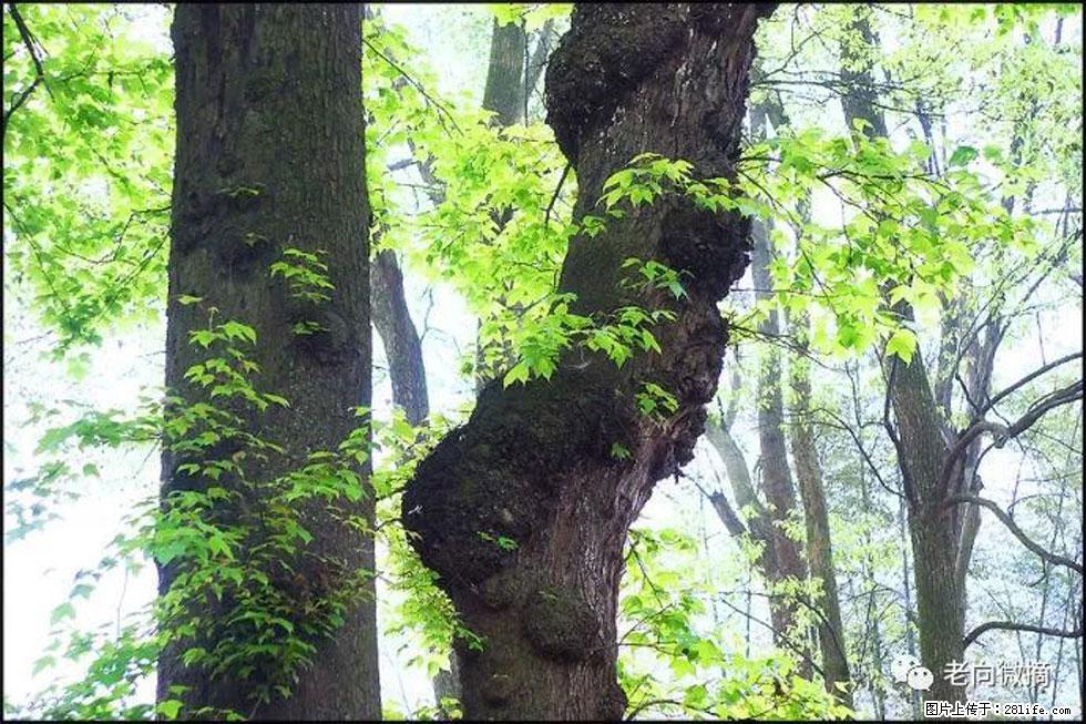 【春天，广西桂林灌阳县向您发出邀请！】在小龙村与春天约会 - 游山玩水 - 楚雄生活社区 - 楚雄28生活网 cx.28life.net