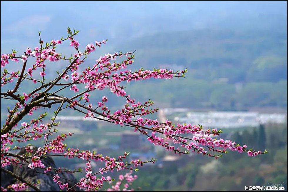 【春天，广西桂林灌阳县向您发出邀请！】望月岭上桃花开 - 游山玩水 - 楚雄生活社区 - 楚雄28生活网 cx.28life.net
