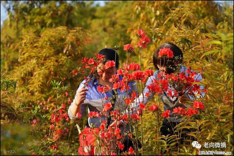 【春天，广西桂林灌阳县向您发出邀请！】登麒麟山，相约映山红 - 游山玩水 - 楚雄生活社区 - 楚雄28生活网 cx.28life.net