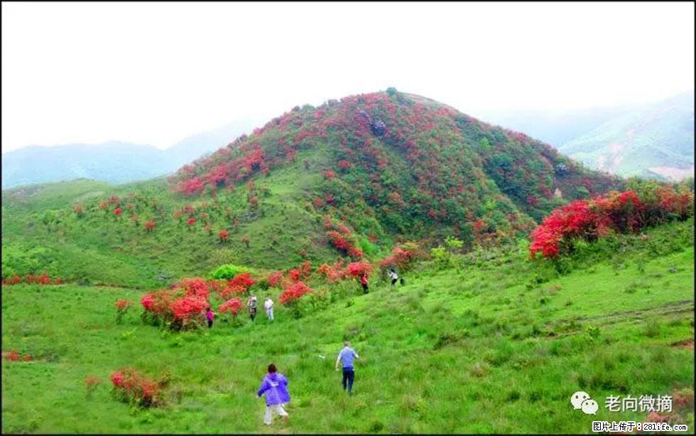 【春天，广西桂林灌阳县向您发出邀请！】宝盖山上映山红 - 游山玩水 - 楚雄生活社区 - 楚雄28生活网 cx.28life.net