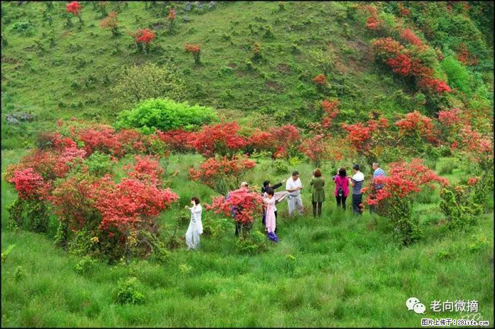 【春天，广西桂林灌阳县向您发出邀请！】宝盖山上映山红 - 游山玩水 - 楚雄生活社区 - 楚雄28生活网 cx.28life.net