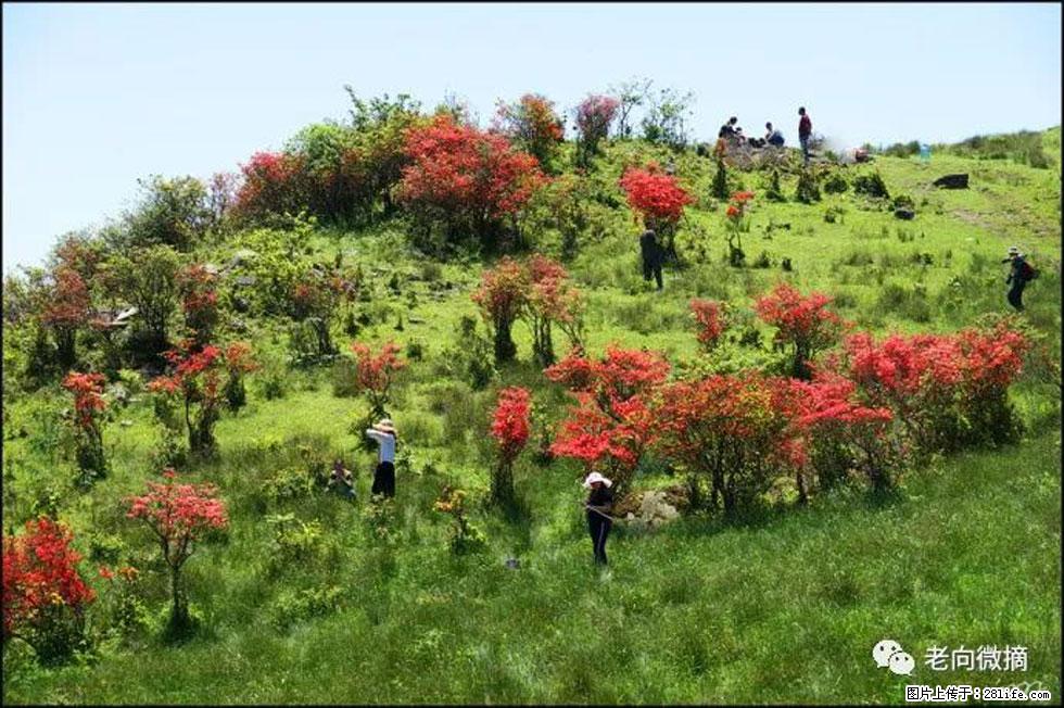 【春天，广西桂林灌阳县向您发出邀请！】宝盖山上映山红 - 游山玩水 - 楚雄生活社区 - 楚雄28生活网 cx.28life.net