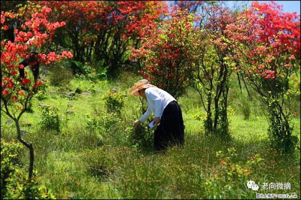 【春天，广西桂林灌阳县向您发出邀请！】宝盖山上映山红 - 游山玩水 - 楚雄生活社区 - 楚雄28生活网 cx.28life.net
