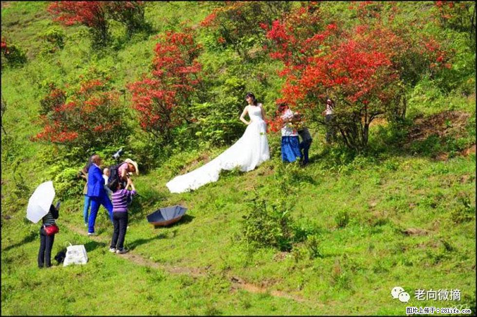 【春天，广西桂林灌阳县向您发出邀请！】宝盖山上映山红 - 游山玩水 - 楚雄生活社区 - 楚雄28生活网 cx.28life.net