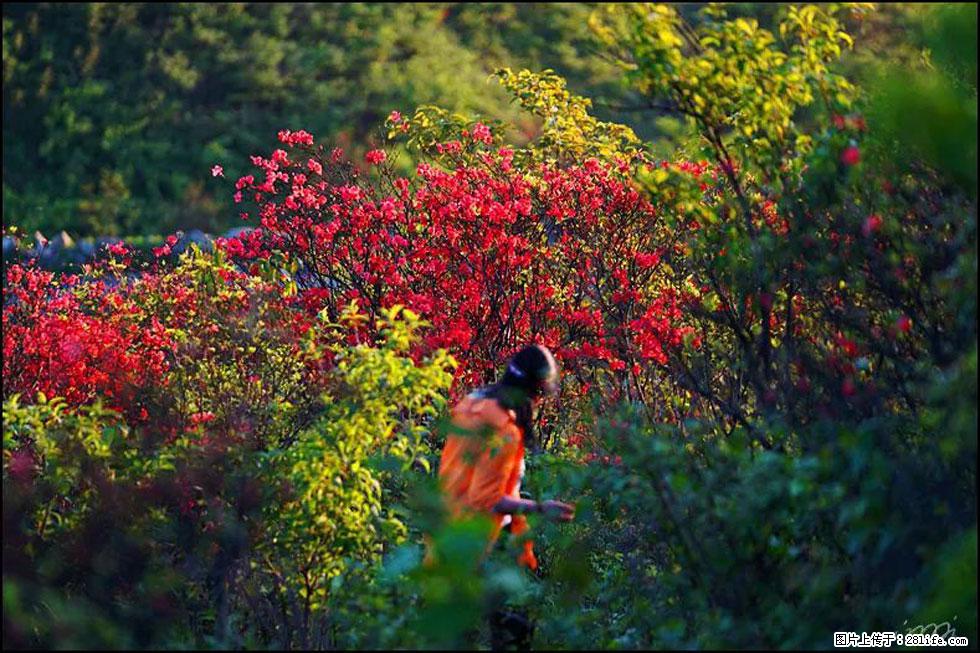 【春天，广西桂林灌阳县向您发出邀请！】春木界上映山红 - 游山玩水 - 楚雄生活社区 - 楚雄28生活网 cx.28life.net