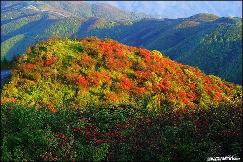 【春天，广西桂林灌阳县向您发出邀请！】春木界上映山红 - 游山玩水 - 楚雄生活社区 - 楚雄28生活网 cx.28life.net