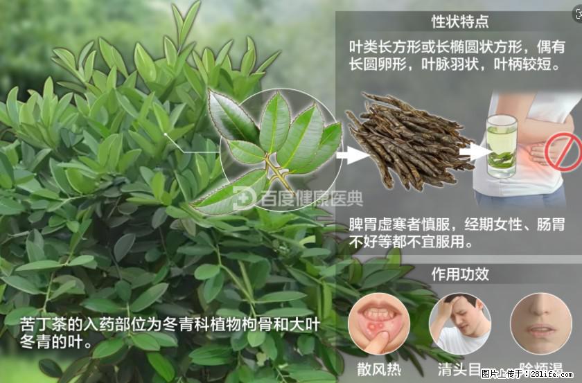 苦丁茶有哪些功效和作用 - 生活百科 - 楚雄生活社区 - 楚雄28生活网 cx.28life.net