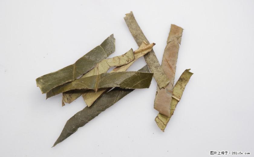 苦丁茶有哪些功效和作用 - 生活百科 - 楚雄生活社区 - 楚雄28生活网 cx.28life.net