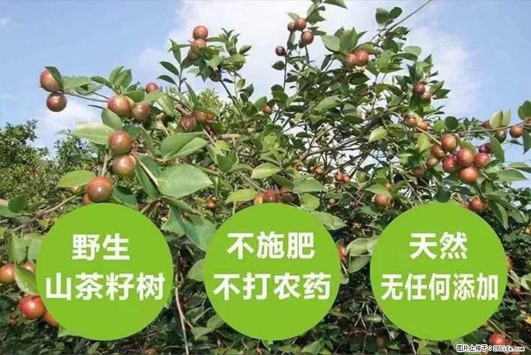 【灌阳县油茶产业示范区】一个有着充实的精神生活的人，对待身外之物自会有一种淡泊的态度 - 土特产 - 饮食特产 - 楚雄分类信息 - 楚雄28生活网 cx.28life.net