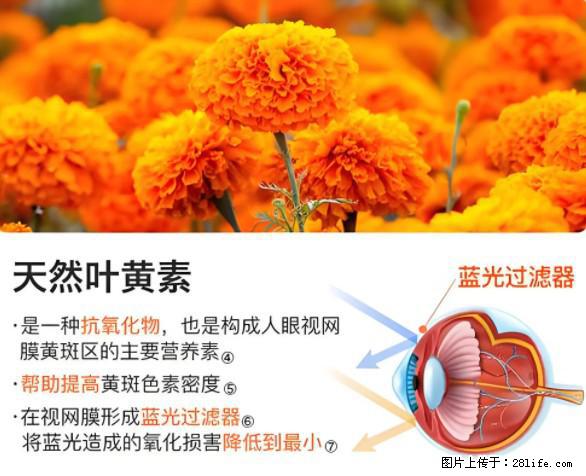 叶黄素有什么功效和作用 - 生活百科 - 楚雄生活社区 - 楚雄28生活网 cx.28life.net