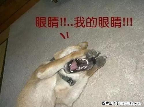 笑癫了！一女的怀孕三年未生，他终于忍不住了... - 娱乐八卦 - 楚雄生活社区 - 楚雄28生活网 cx.28life.net