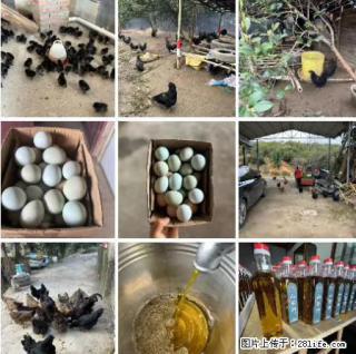 油茶园从小鸡仔开始养起的纯土鸡、土鸡蛋可以预定啦！还有前几天刚榨的纯山茶油哦 - 楚雄28生活网 cx.28life.net