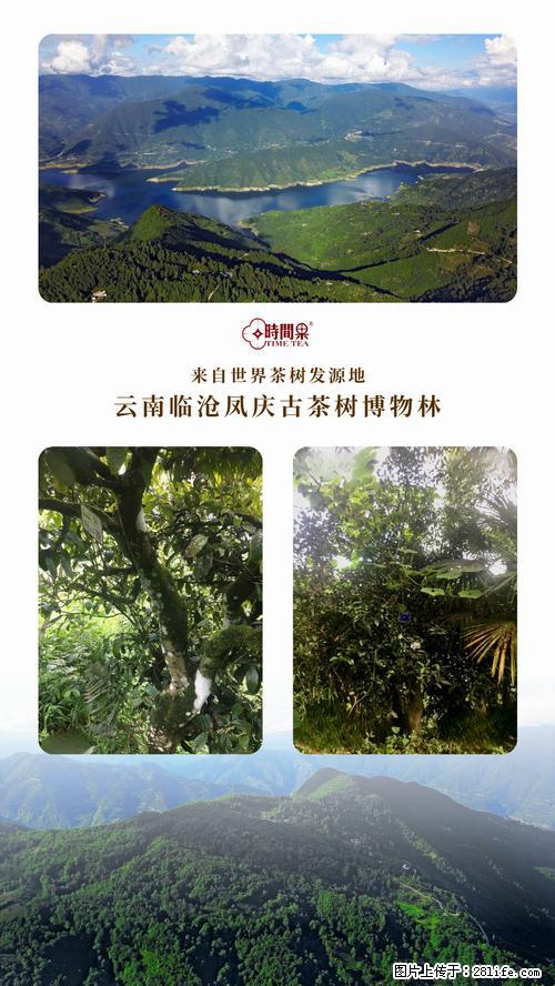 时间果百年古树2025年春红茶 - 购物交流 - 楚雄生活社区 - 楚雄28生活网 cx.28life.net