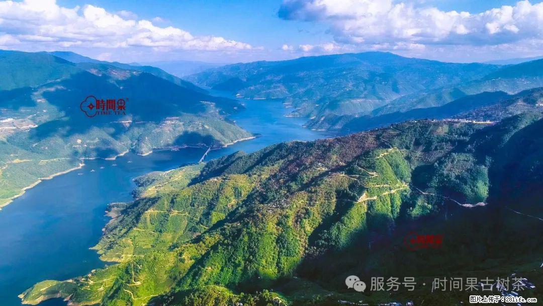 时间果百年古树龙珠普洱生茶 - 购物交流 - 楚雄生活社区 - 楚雄28生活网 cx.28life.net