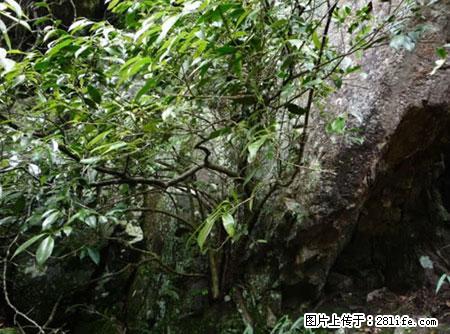 平乐石崖茶，珍贵仅次于金花茶 - 楚雄生活资讯 - 楚雄28生活网 cx.28life.net