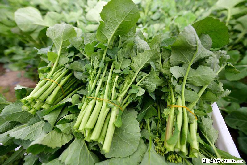 这些蔬菜是“天然钙片”，这6种被医生重点推荐 - 楚雄生活资讯 - 楚雄28生活网 cx.28life.net